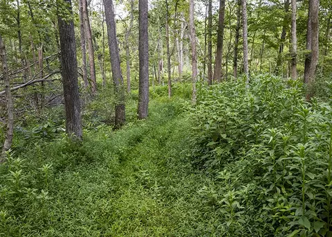 915 Sullivan Rd, Makanda, IL 62958 photo 7