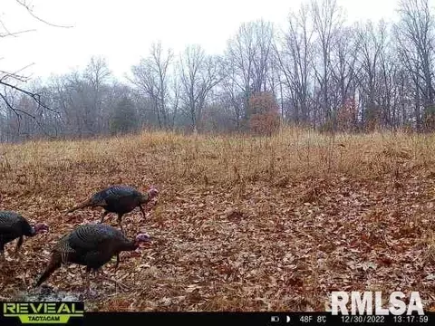 12280 E Night Rd, Dix, IL 62830 photo 74