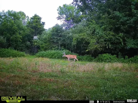 000 County 7 Hwy, Cisne, IL 62823 photo 63