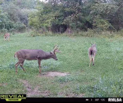 000 County 7 Hwy, Cisne, IL 62823 photo 50