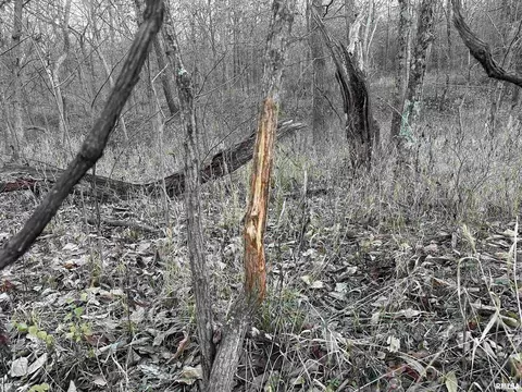 000 County 7 Hwy, Cisne, IL 62823 photo 26