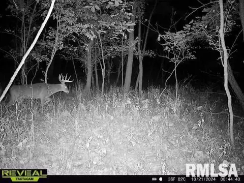 000 County 7 Hwy, Cisne, IL 62823 photo 67