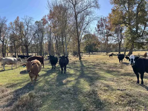 269 Pea Ridge Rd, Cochran, GA 31065 photo 20