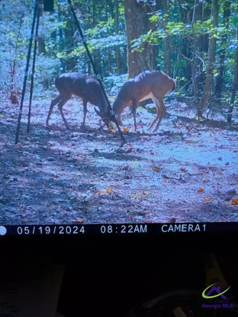 331 Worsham Rd, Culloden, GA 31016 photo 30