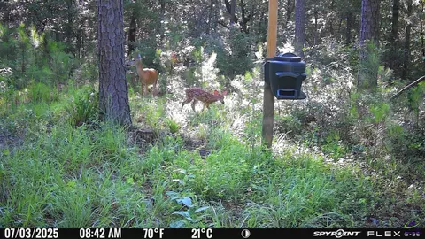 1351 Dixon Rd, Roberta, GA 31078 photo 7