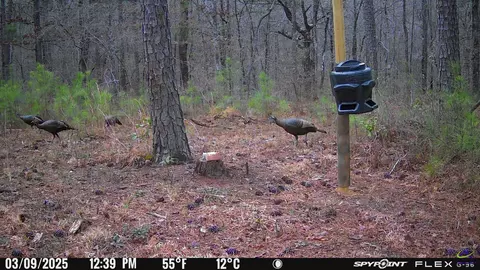 1351 Dixon Rd, Roberta, GA 31078 photo 9