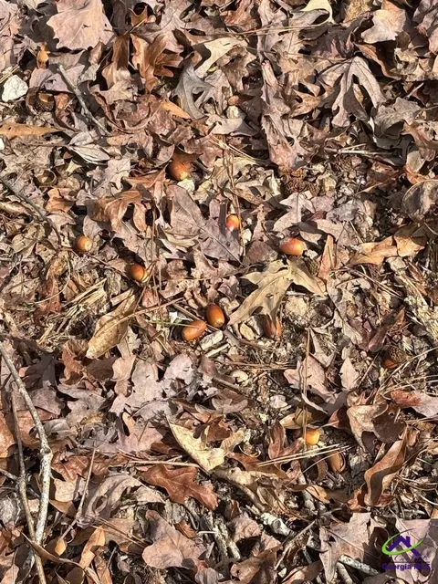 1351 Dixon Rd, Roberta, GA 31078 photo 22