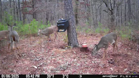 1351 Dixon Rd, Roberta, GA 31078 photo 8