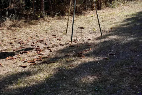 Englishville, Oglethorpe, GA 31068 photo 8