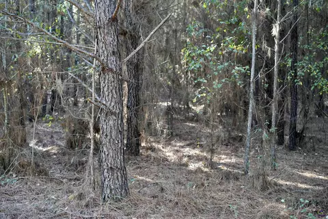 Englishville, Oglethorpe, GA 31068 photo 5