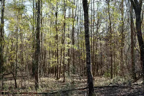 Englishville, Oglethorpe, GA 31068 photo 13