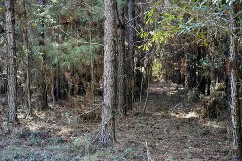 Englishville, Oglethorpe, GA 31068 photo 6