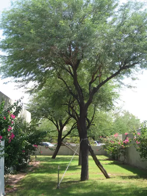 1646 E Roma Ave, Phoenix, AZ 85016 photo 17