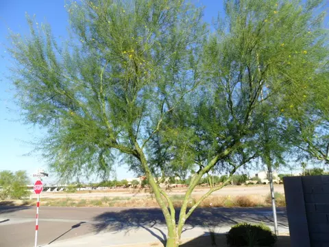 1529 E Branham Ln, Phoenix, AZ 85042 photo 11