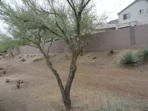 129 S 110th Pl, Mesa, AZ 85208 photo 7