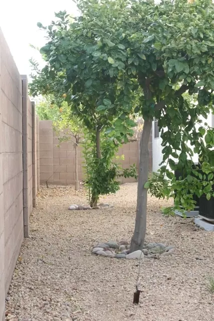 1453 N Steele --, Mesa, AZ 85207 photo 38
