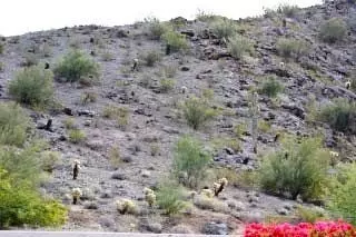 1361 E Desert Broom Way, Phoenix, AZ 85048 photo 21