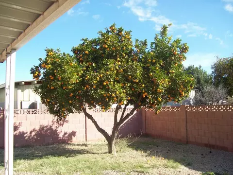 2616 E Morrow Dr, Phoenix, AZ 85050 photo 6