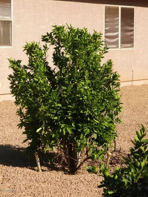 7752 E Olla Ave, Mesa, AZ 85212 photo 20