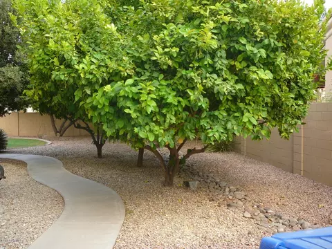 1205 W Park Ave, Gilbert, AZ 85233 photo 15