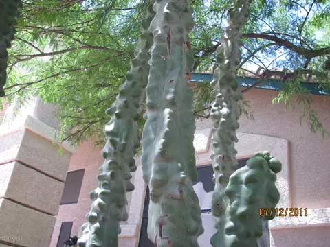 4246 E Meadow Dr, Phoenix, AZ 85032 photo 25