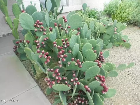1902 E Grandview Dr, Phoenix, AZ 85022 photo 14