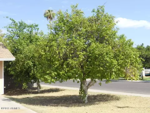 1124 E 9th St, Mesa, AZ 85203 photo 15
