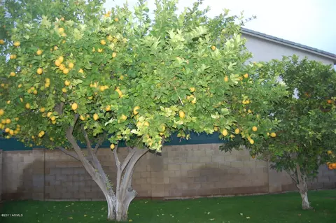 1306 E Kramer Cir, Mesa, AZ 85203 photo 30