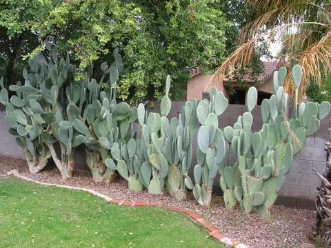 1471 E Shamrock St, Gilbert, AZ 85295 photo 37