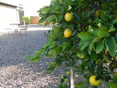 4937 E Forge Ave, Mesa, AZ 85206 photo 3