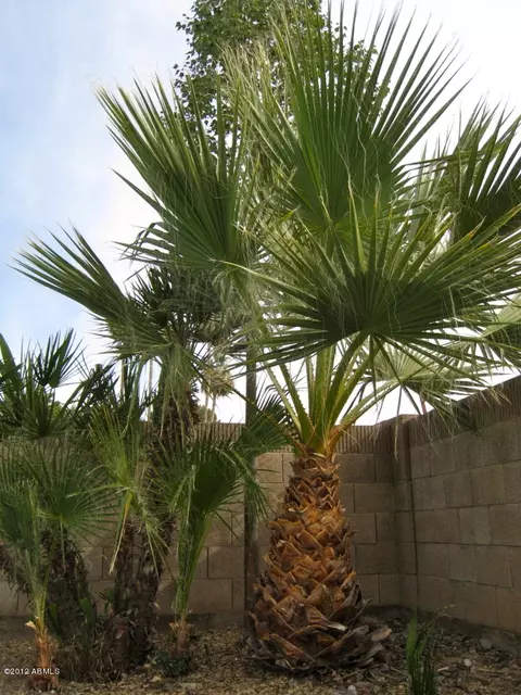 2533 Evergreen St, Mesa, AZ 85213 photo 9