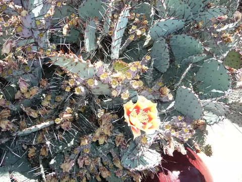 2174 E Concorda Dr, Tempe, AZ 85282 photo 37