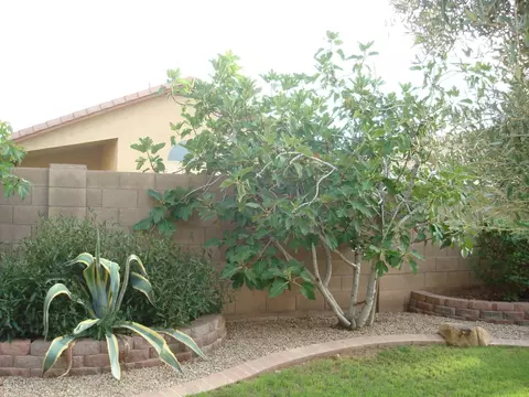 1763 E Pony Ln, Gilbert, AZ 85295 photo 45