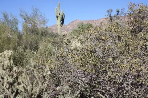 2520 W Moon Vista St, Apache Junction, AZ 85120 photo 5