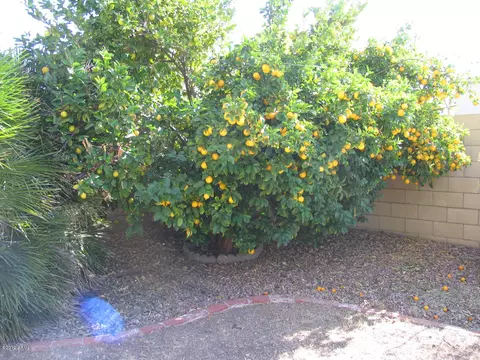 1229 E Dailey St, Phoenix, AZ 85022 photo 31