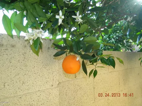3233 E Desert Cove Ave, Phoenix, AZ 85028 photo 22