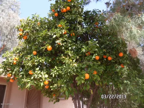 9858 E Butte St, Mesa, AZ 85207 photo 22