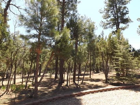 2863 Lejo Rd, Overgaard, AZ 85933 photo 67