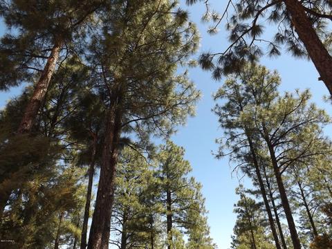 2863 Lejo Rd, Overgaard, AZ 85933 photo 70