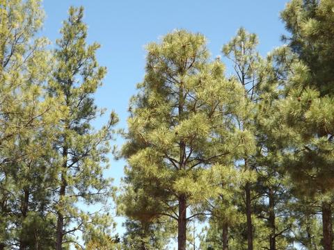 2863 Lejo Rd, Overgaard, AZ 85933 photo 69