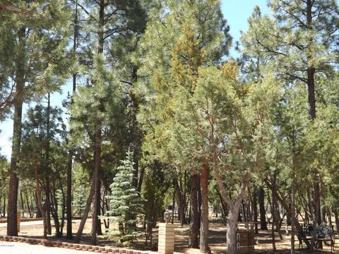 2863 Lejo Rd, Overgaard, AZ 85933 photo 64