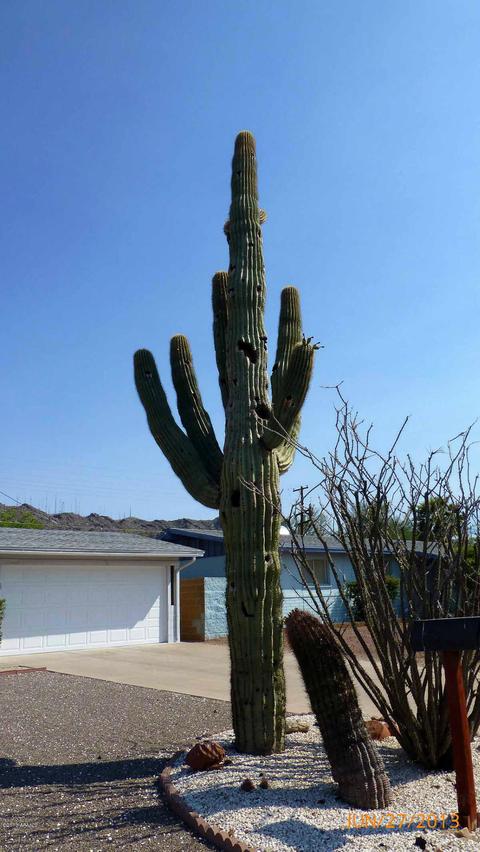 523 E Monte Way, Phoenix, AZ 85042 photo 3