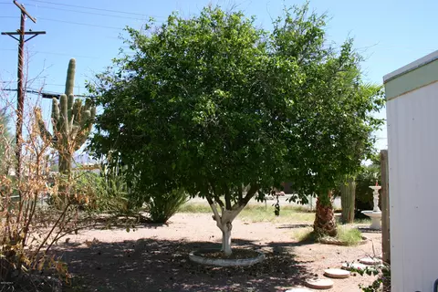 2426 W Scenic St, Apache Junction, AZ 85120 photo 18
