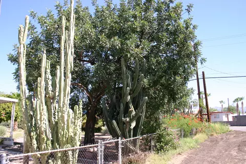 2426 W Scenic St, Apache Junction, AZ 85120 photo 23