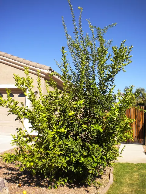 1709 S Cole Dr, Gilbert, AZ 85295 photo 24