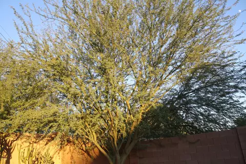 2809 S 65th Ave, Phoenix, AZ 85043 photo 15
