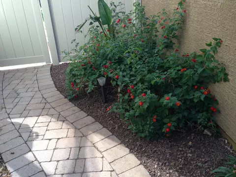 3863 Edna Dr, Gilbert, AZ 85296 photo 7
