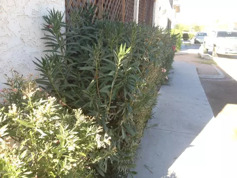 1908 N Spring St, Mesa, AZ 85203 photo 4