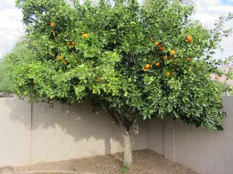 5461 E Harmony Ave, Mesa, AZ 85206 photo 48