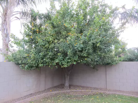 5461 E Harmony Ave, Mesa, AZ 85206 photo 49